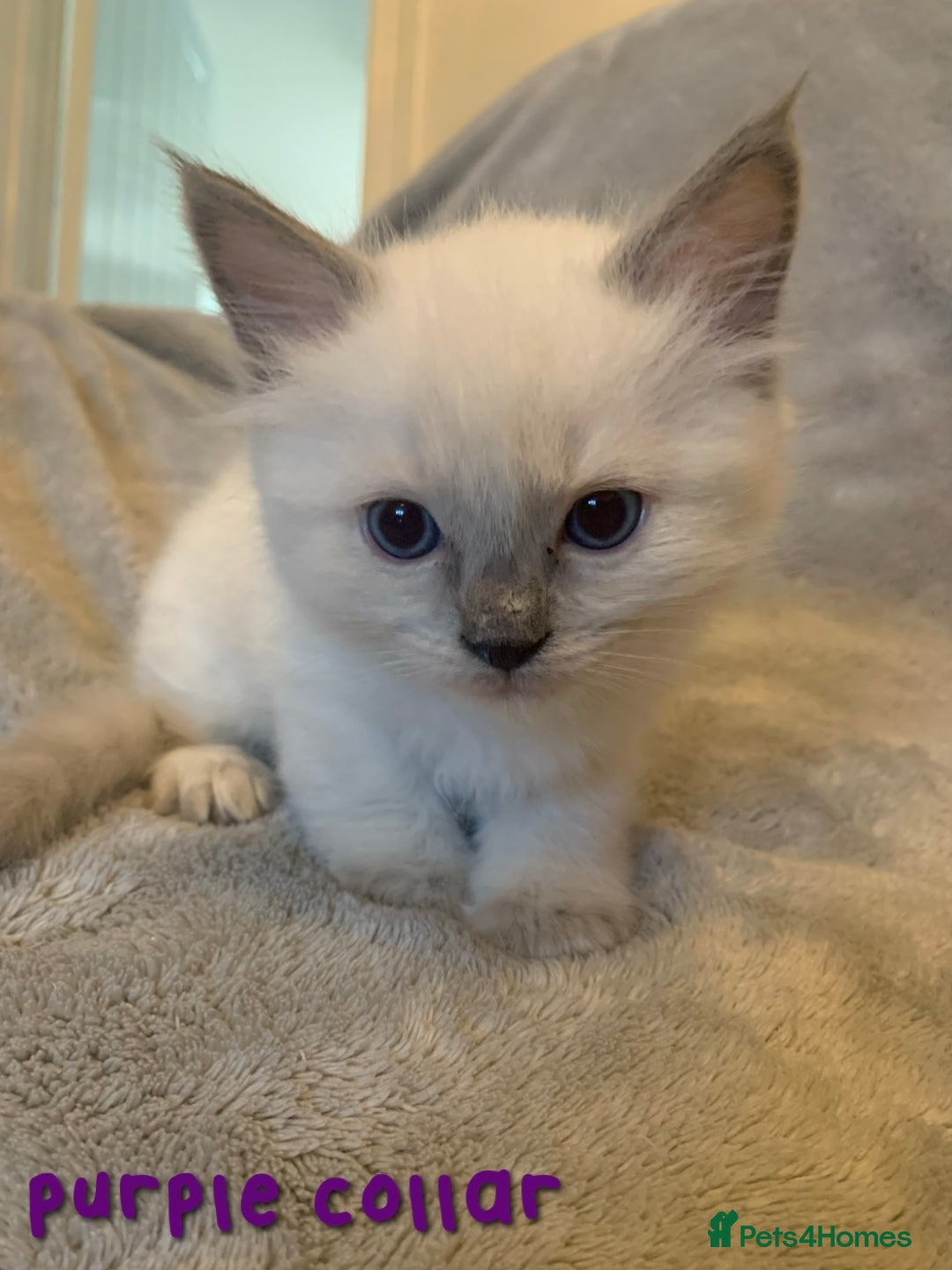 Ragdoll cats for sale: 5 Lovely, Pure Ragdoll Kittens - Image 2