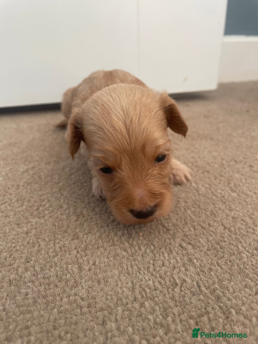 Cockapoo dogs for sale: Beautiful F2 Cockapoo Puppies - Image 14