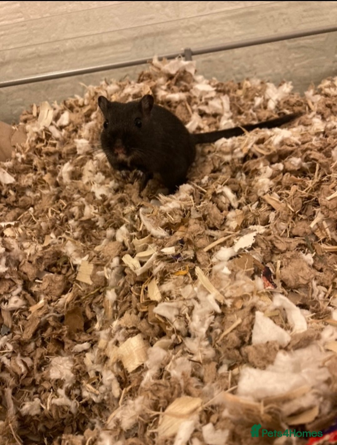 Gerbil rodents for sale: Two Gerbils for Rehoming  - Advert 4