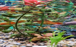 Platies fish for sale: Beautiful Orange Platy Fish Fry for Sale - Image 2