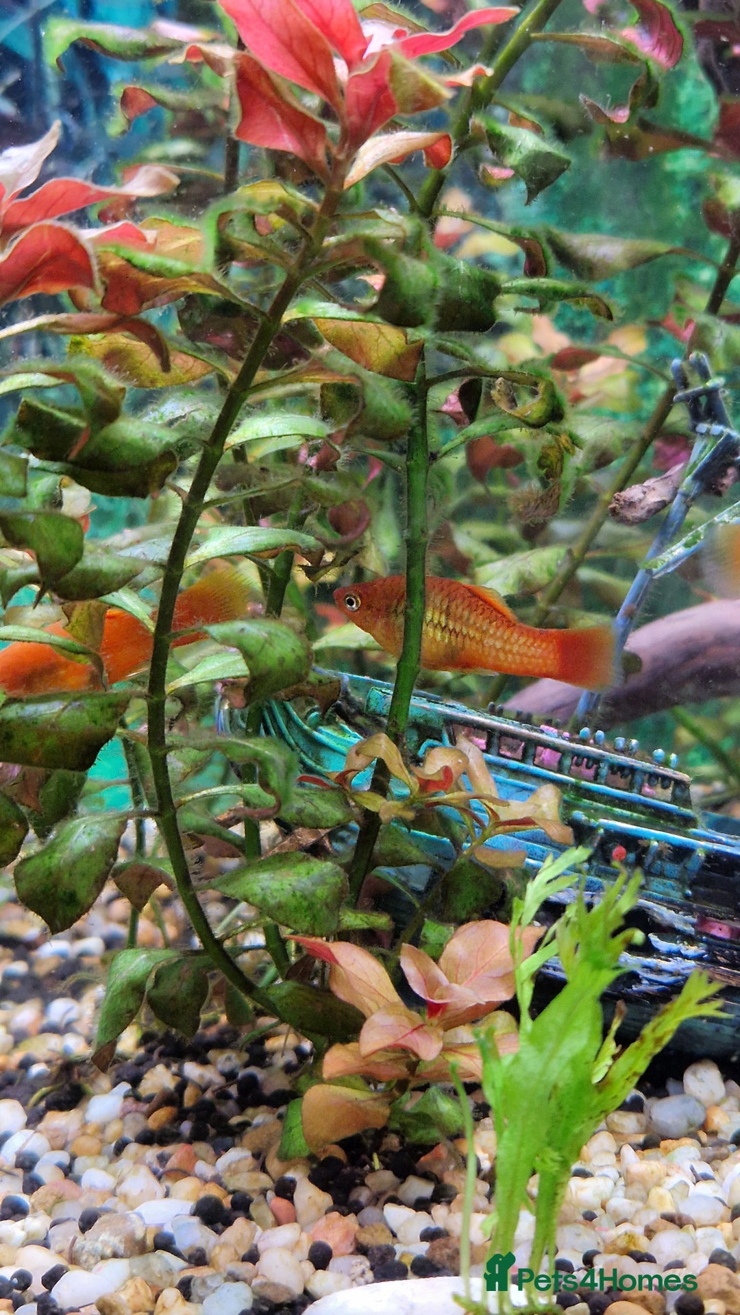 Platies fish for sale: Beautiful Orange Platy Fish Fry for Sale - Image 2