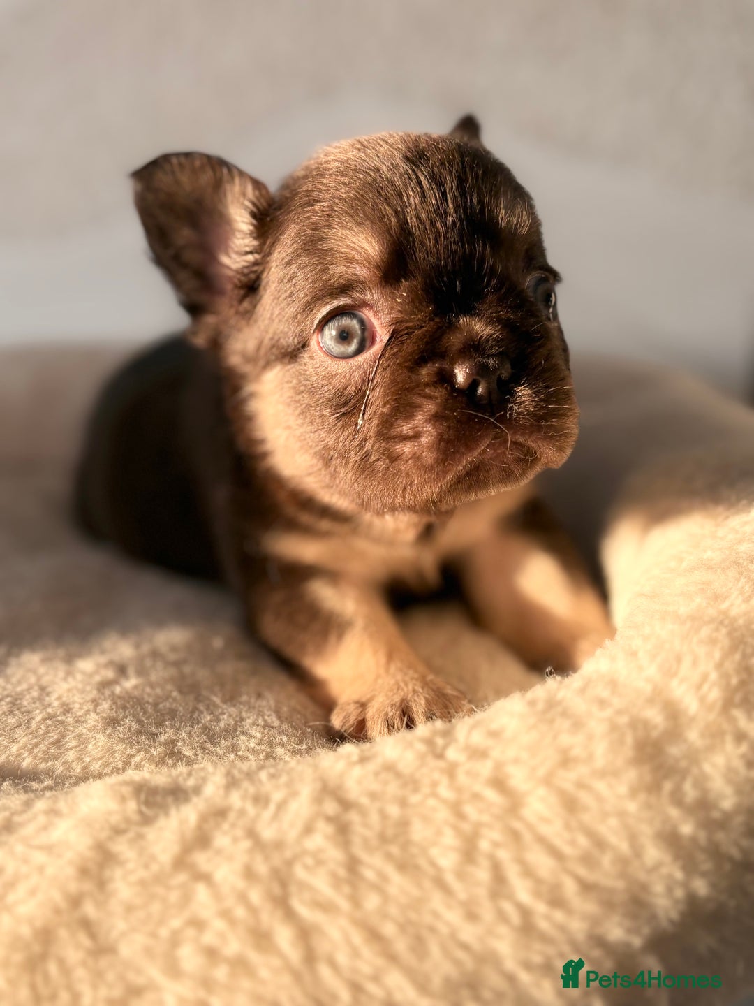 French Bulldog dogs for sale: Beautiful litter off French bulldog puppies  - Image 20