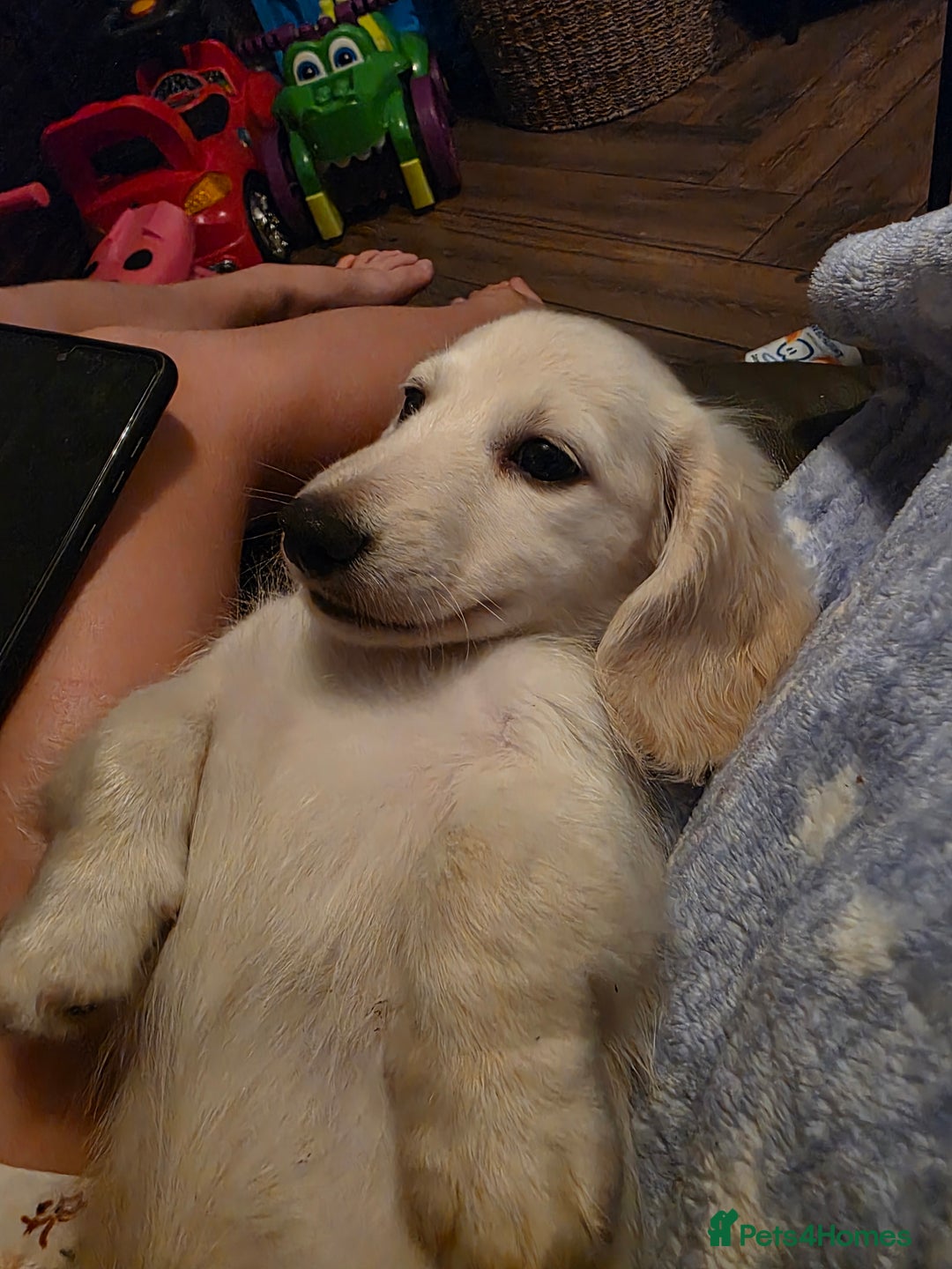 Miniature Dachshund dogs for sale: Stunning snow white cream miniature Dachshunds  - Image 2
