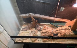 Bearded Dragon reptiles for sale: Bearded Dragon  - Image 2