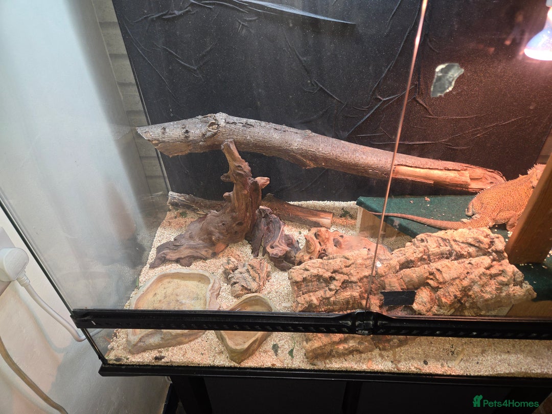 Bearded Dragon reptiles for sale: Bearded Dragon  - Image 2