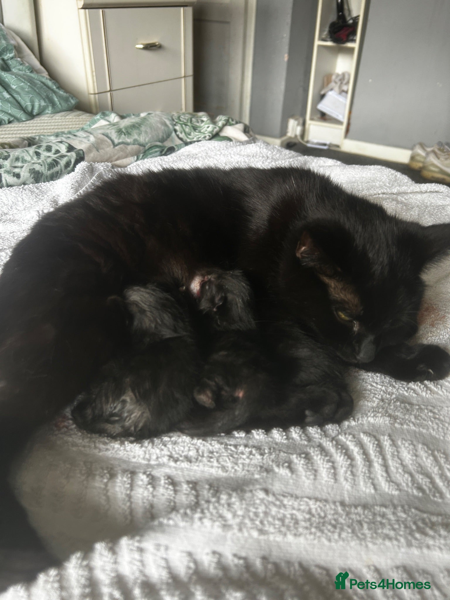 Mixed Breed cats Three beautiful kittens  - Advert 1