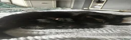 Mixed Breed cats for sale: Three beautiful kittens  - Advert 1