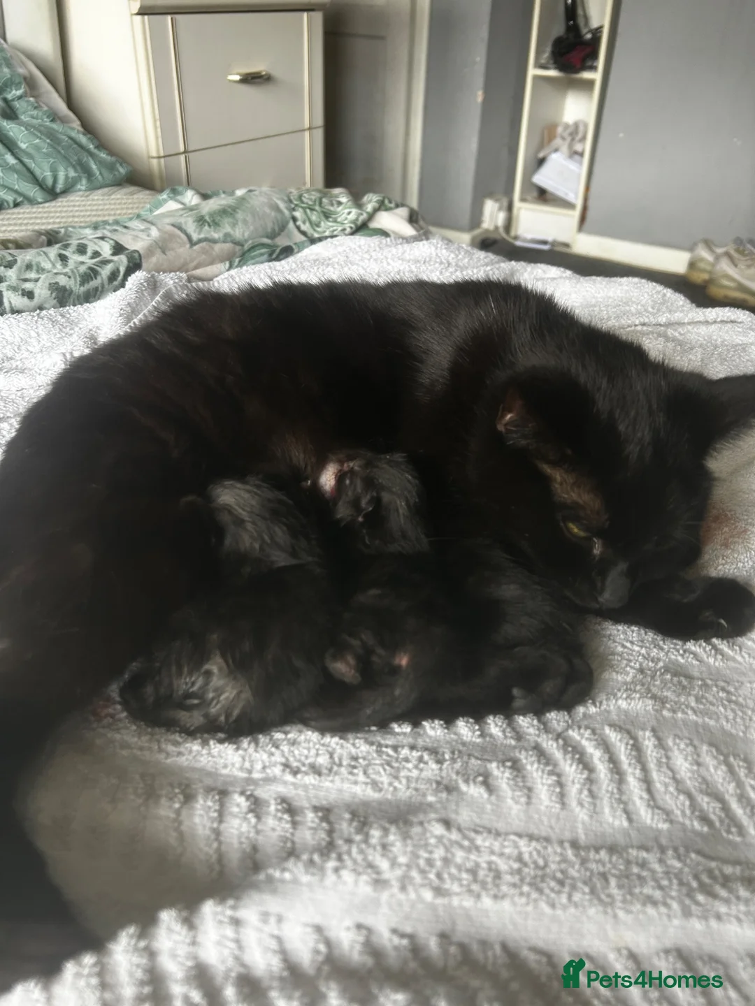 Mixed Breed cats for sale: Three beautiful kittens  - Advert 1