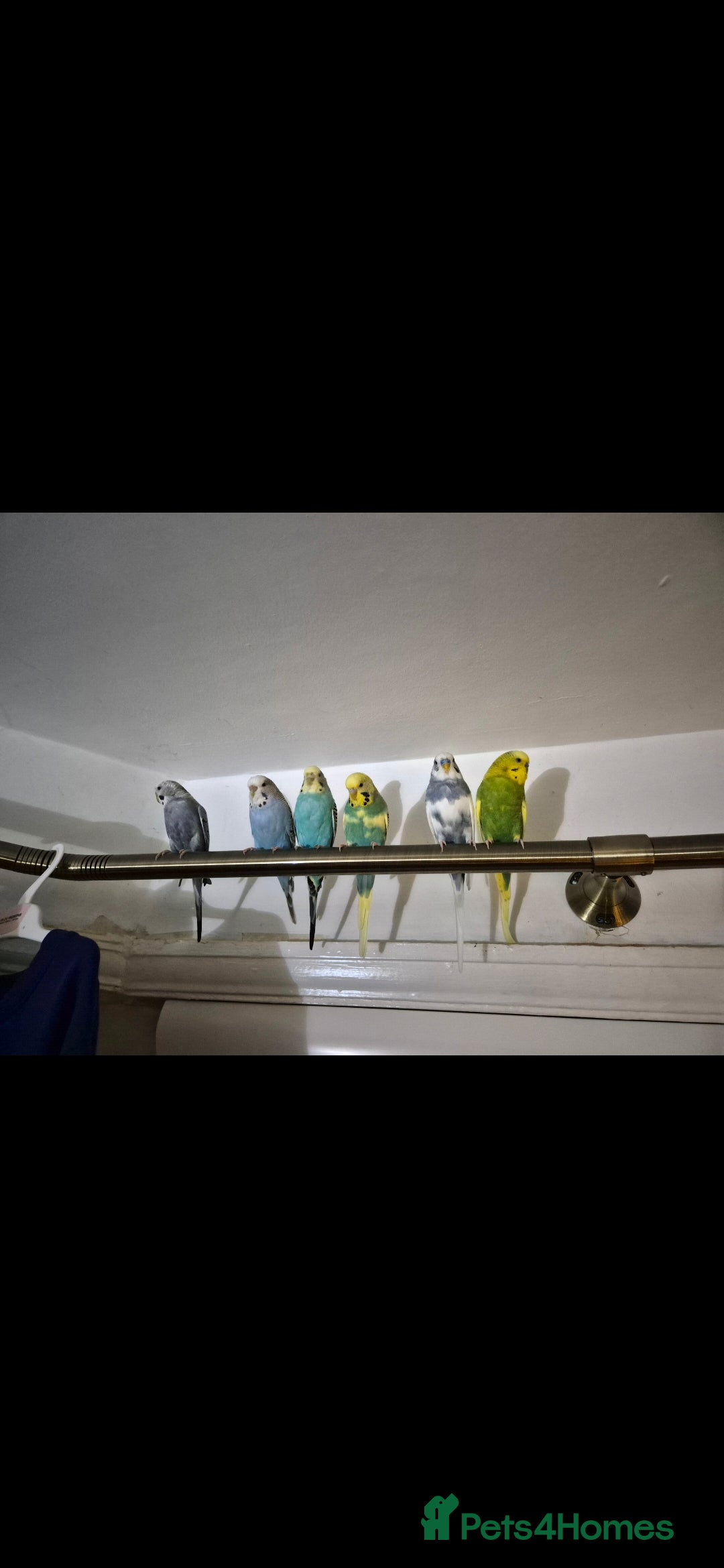 Budgerigars birds for sale: 6x budgies mixed gender looking for new home - Advert 2