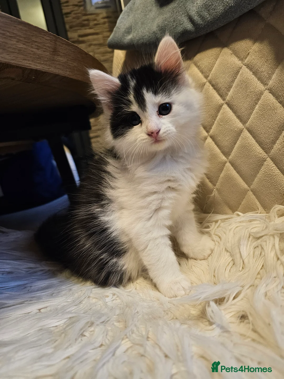 Turkish Angora cats for sale: Black and white kitten ready for a new home 🐾 - Advert 6