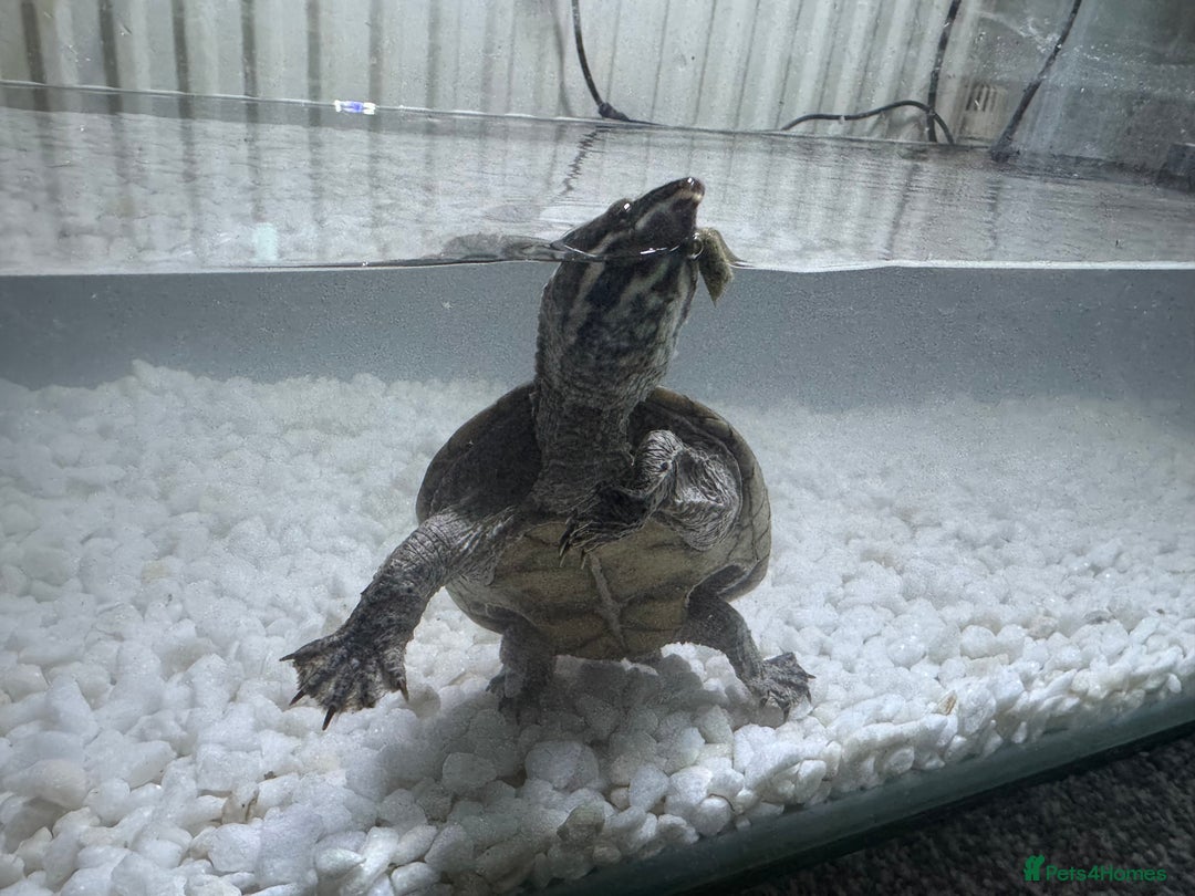 Turtle reptiles for sale: Musk turtles  - Image 2