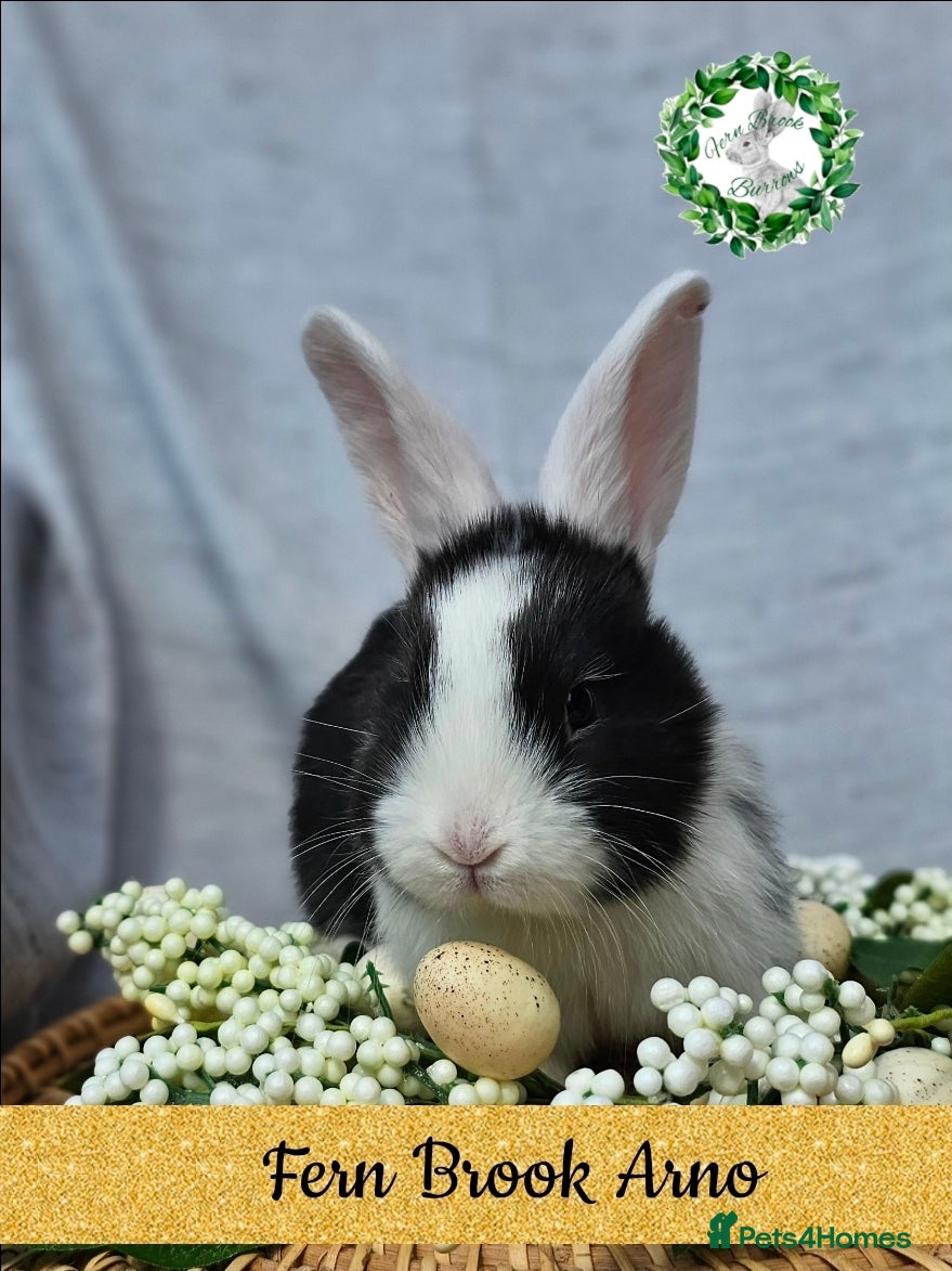 Continental Giant rabbits Purebred Continental Giants  - Advert 2