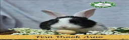 Continental Giant rabbits for sale: Purebred Continental Giants  - Advert 1