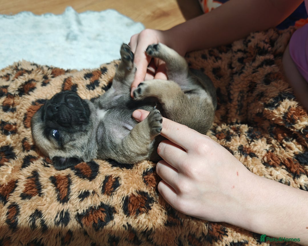 Frug dogs for sale: French bulldog x pug puppies for sale - Advert 9