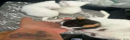Mixed Breed cats for sale: Kittens - Advert 1