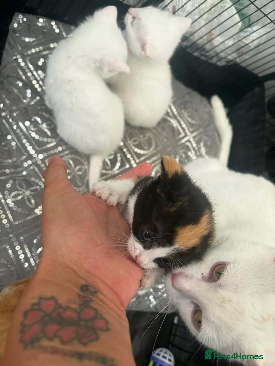 Mixed Breed cats for sale: Kittens - Advert 1