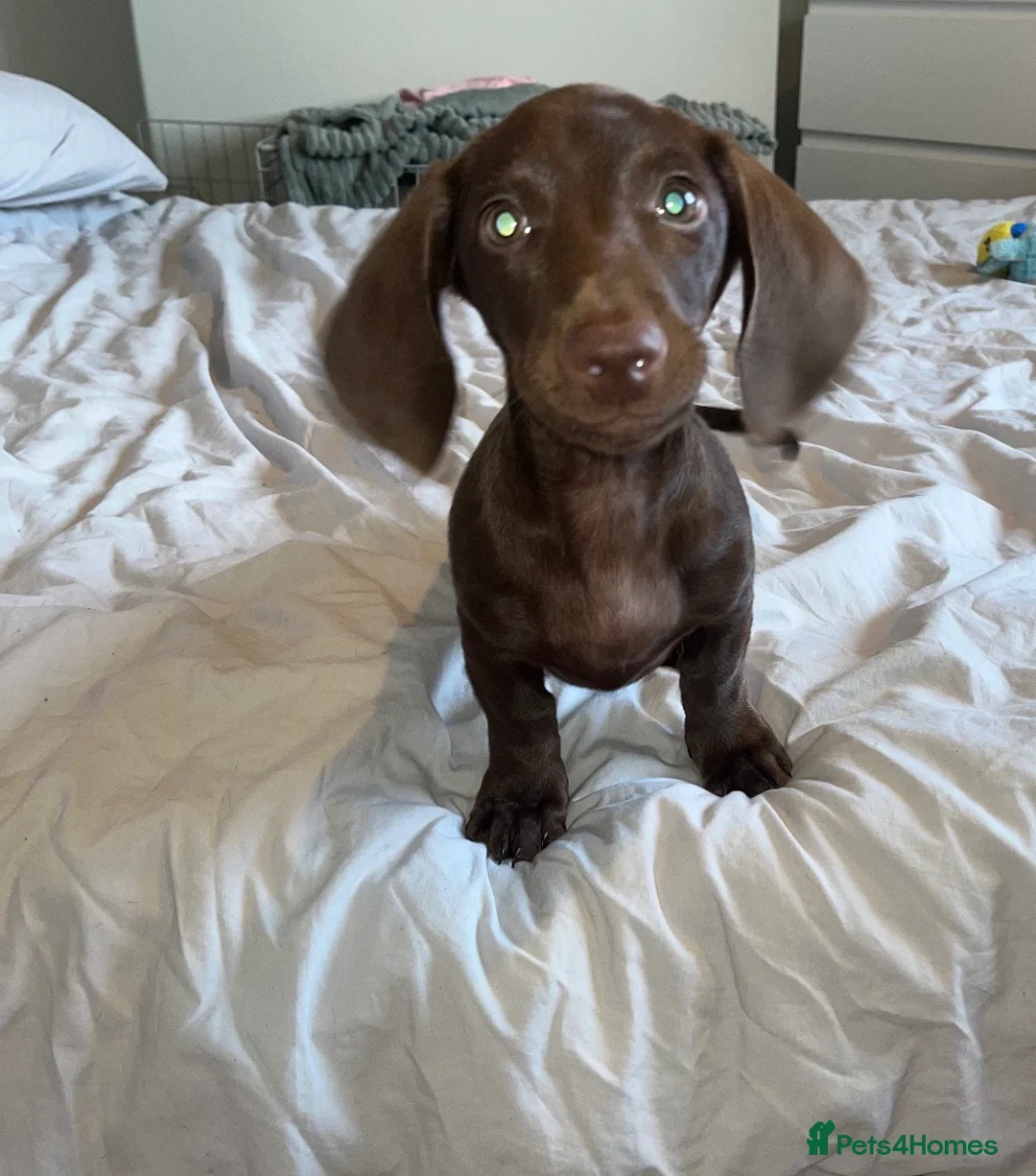 Miniature Dachshund dogs for sale: Miniature duchshund  in London - Advert 3