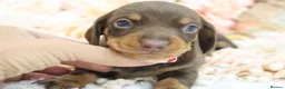 Miniature Dachshund dogs for sale: KC Miniature Dachshund Puppies - Advert 17