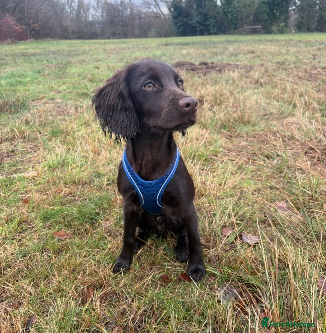 Cocker Spaniel dogs for sale: Vinnie - looking for a working home 🏡  - Advert 1