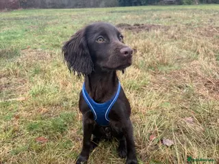 Cocker Spaniel dogs Vinnie - looking for a new home 🏡 - Advert 18