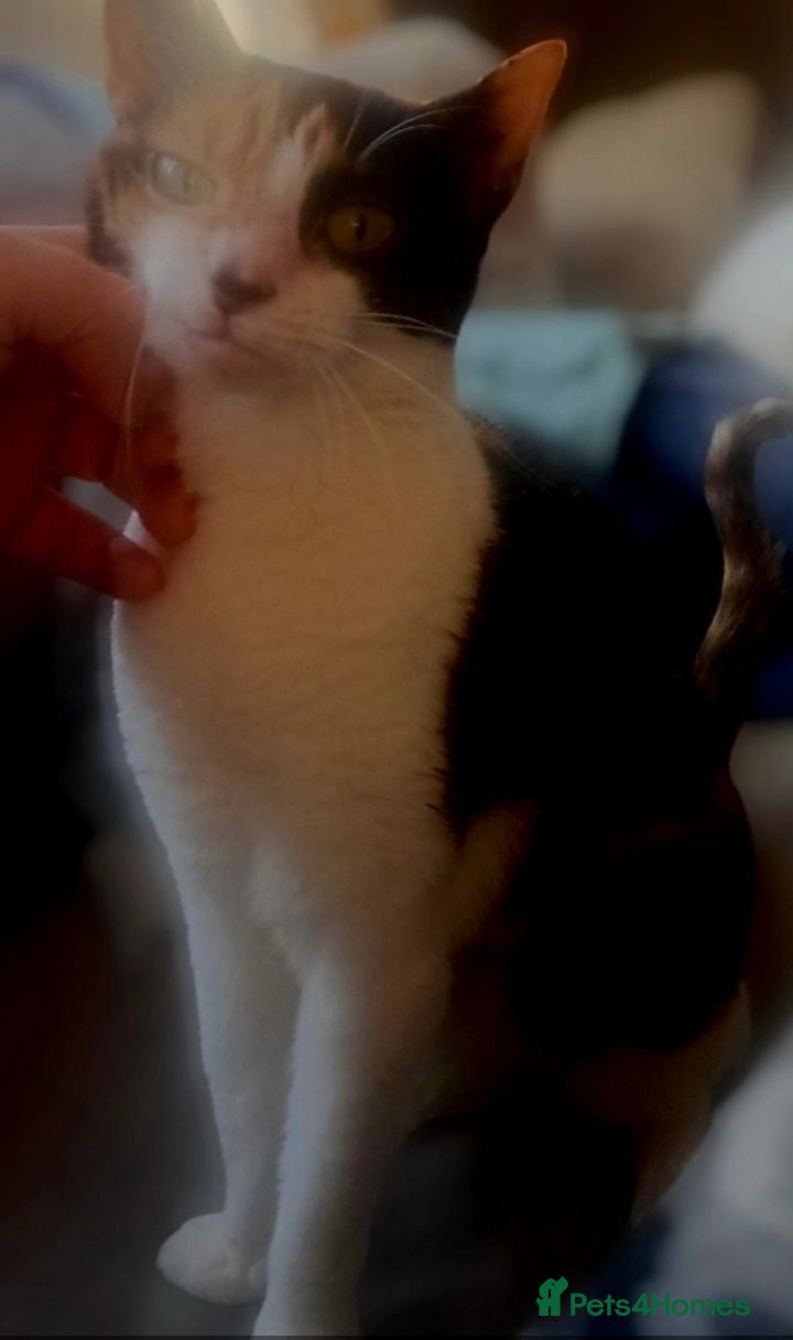 Mixed Breed cats Meet Bella, looking for her happy forever home. - Advert 1