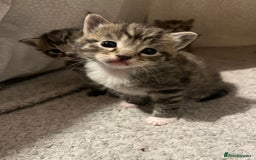 Mixed Breed cats for sale: 5 tabby/bengal kittens  - Image 3