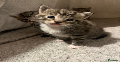 Mixed Breed cats - Advert 1