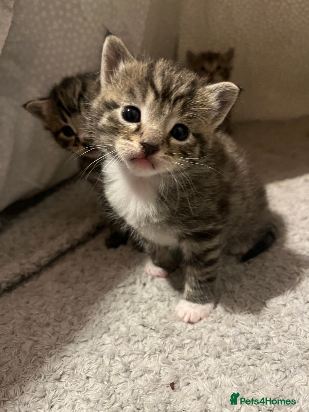 Mixed Breed cats for sale: 5 tabby/bengal kittens  - Image 3