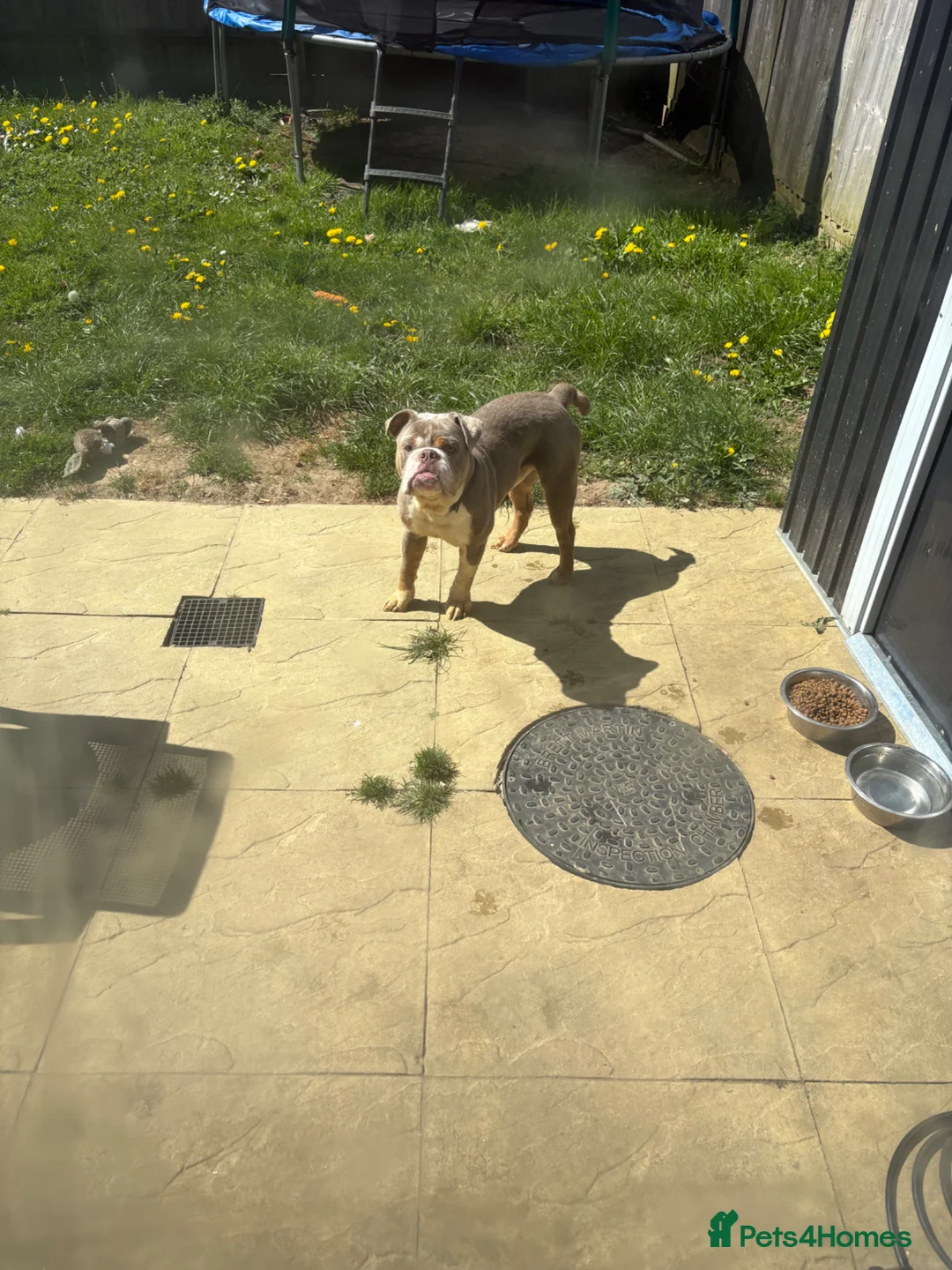 Old Tyme Bulldog dogs for sale: 1year old pup  in Tadworth - Advert 1