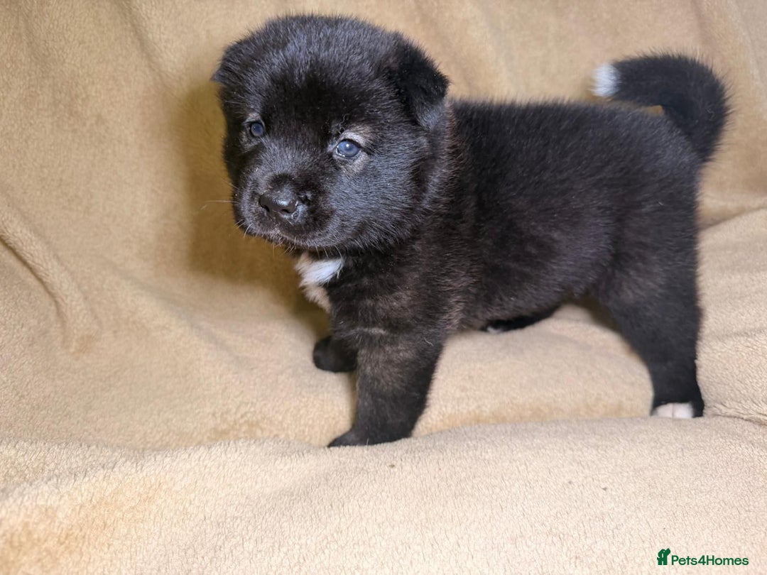 Akita dogs for sale: 7 beautiful American Akita Puppies - Advert 6