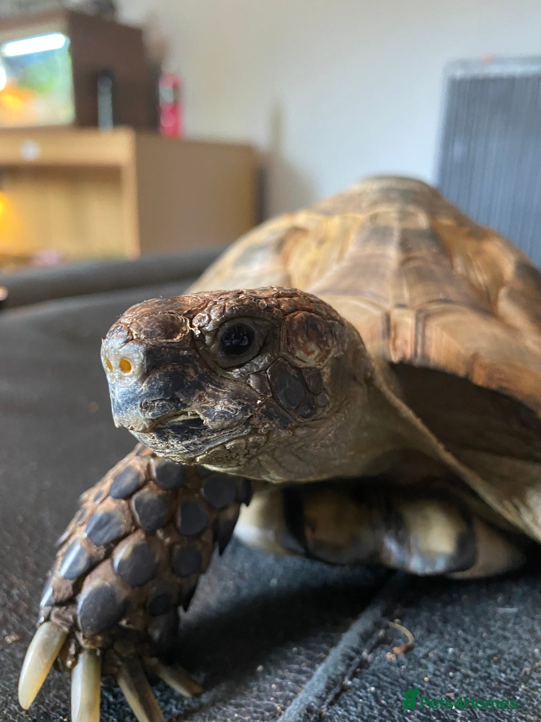 Tortoise reptiles for sale: Male Greek spur thigh tortoise  - Image 4