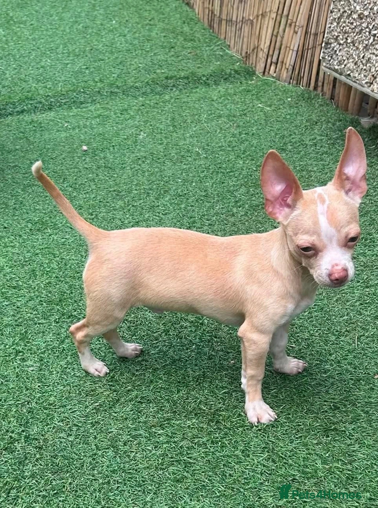 Chihuahua dogs Male chihuahua pup  - Advert 4