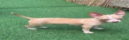 Chihuahua dogs for sale: Male chihuahua pup  - Advert 1