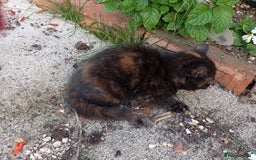 European cats for sale: Kitten  - Image 5