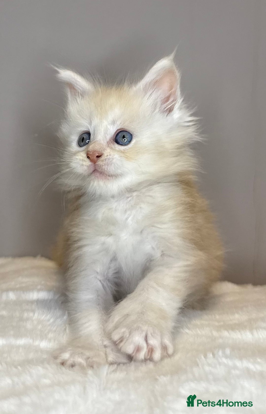 Maine Coon cats for sale: Polydactyl Red Silver Boy - Advert 4