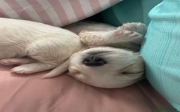 Mixed Breed dogs for sale: Cotton de tulears x spaniel - Image 9