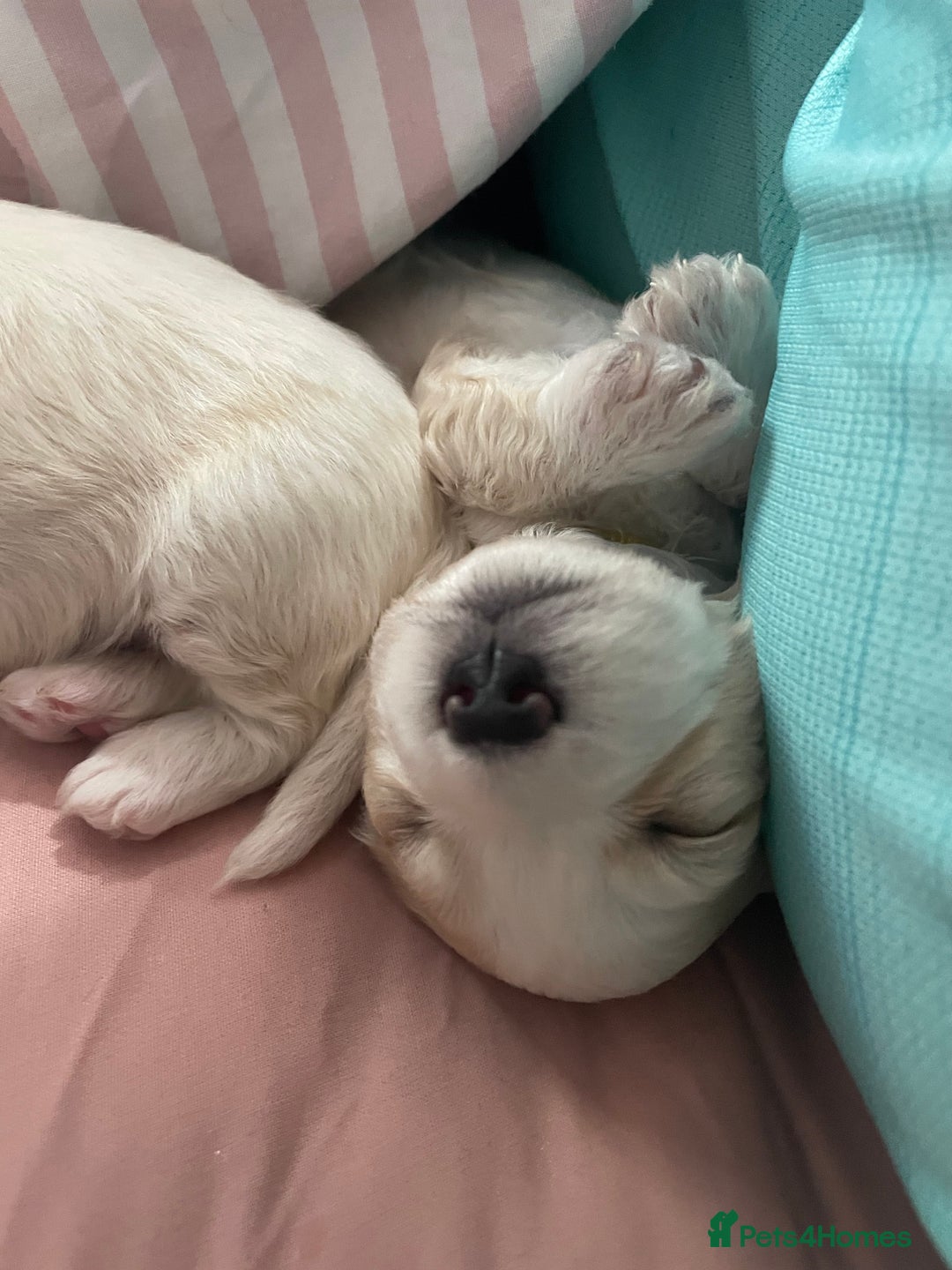 Mixed Breed dogs for sale: Cotton de tulears x spaniel - Image 9