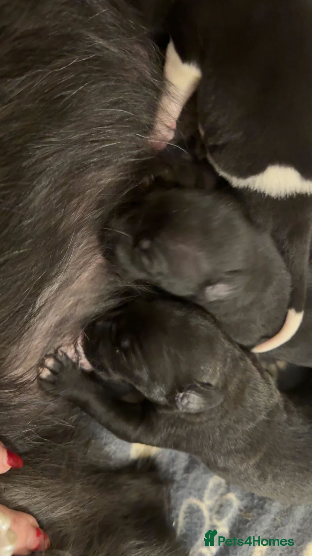 Mixed Breed dogs for sale: 75% Lurcher 25% Cane Corso Puppies - Advert 5