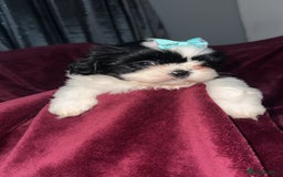 Shih Tzu dogs for sale: Shih Tzu Puppies  - Image 17