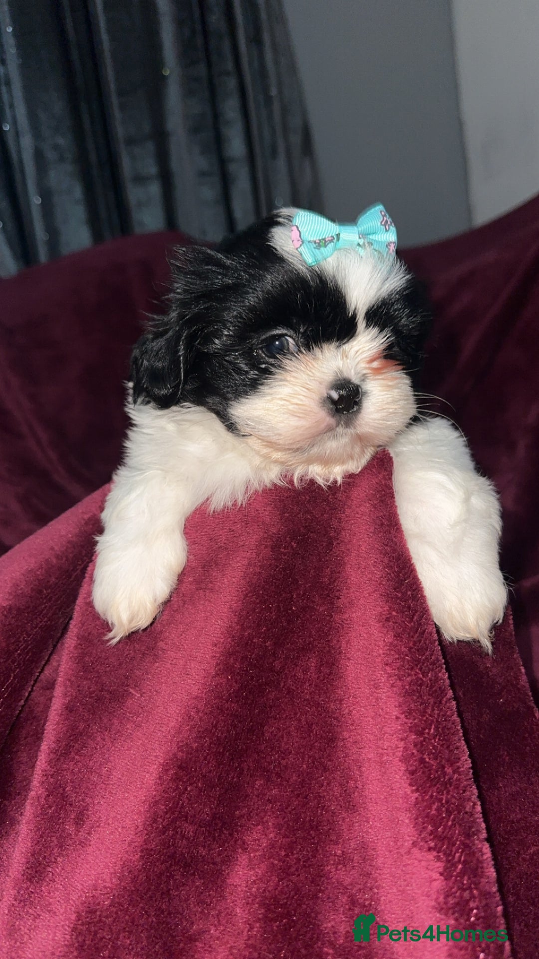 Shih Tzu dogs for sale: Shih Tzu Puppies  - Image 17