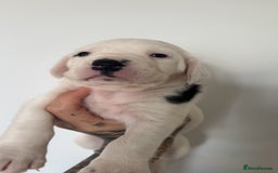 Mixed Breed dogs for sale: Litter of 9 healthy pups  - Image 23