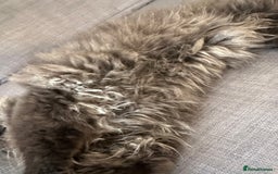 Persian cats for sale: Black Persian Gorgeous Boy  - Image 7