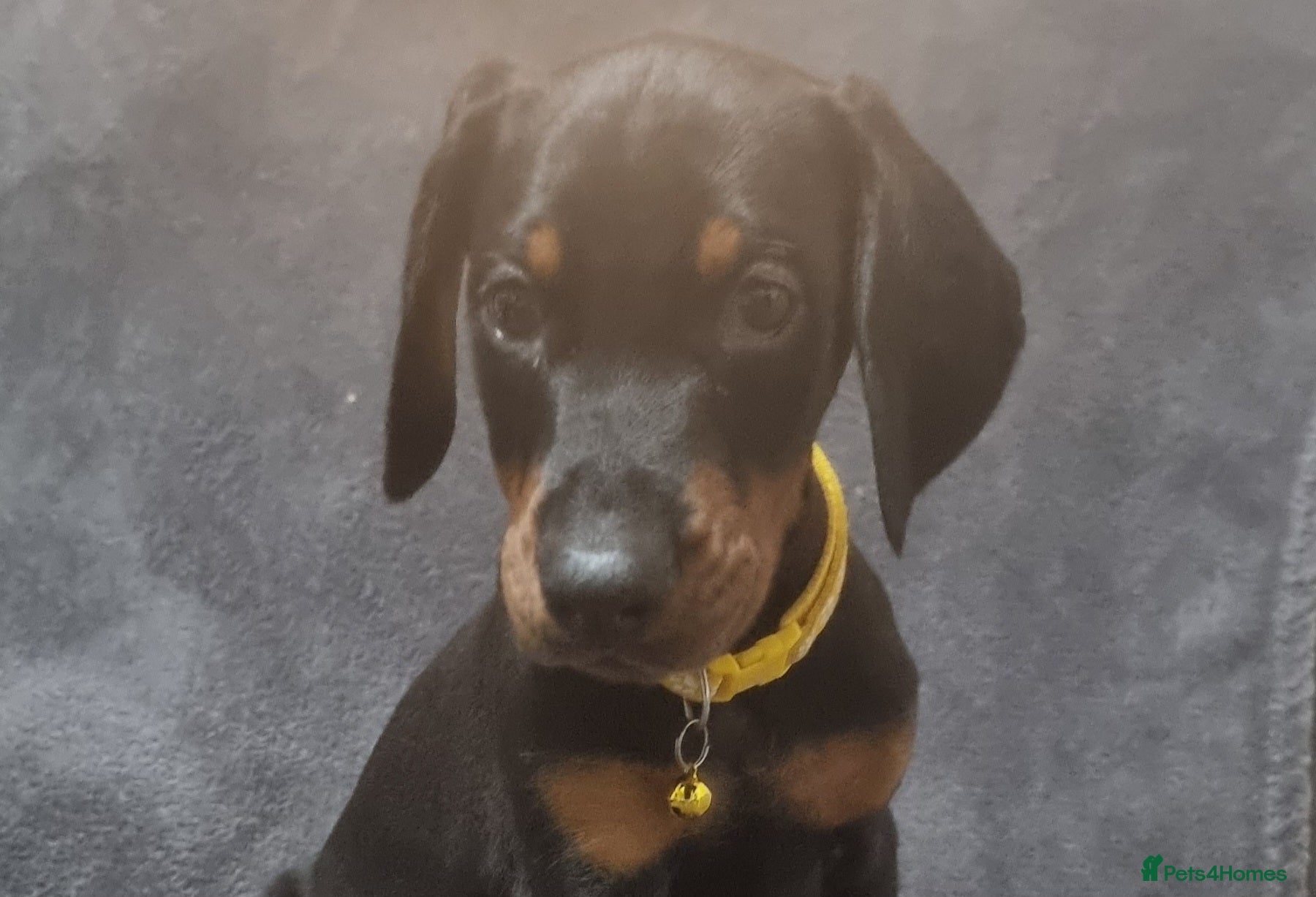 Dobermann dogs Last 2 Doberman puppies - Advert 3