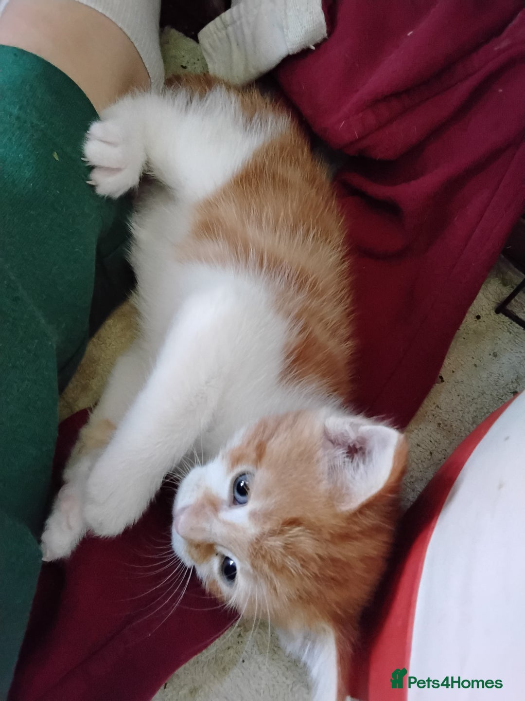 Maine Coon cats for sale: Kittens - Image 11