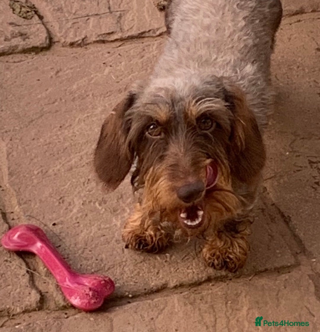 Dachshund dogs for stud: Miniature Wire haired dachshund for stud duties in Tiverton - Image 2