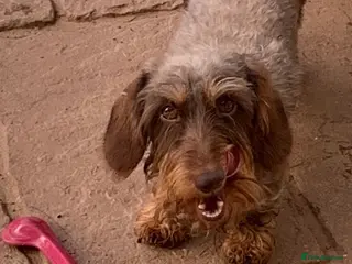 Dachshund dogs Miniature Wire haired dachshund for stud duties - Advert 5