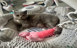 British Shorthair cats for sale: Retired British Queens - Image 4