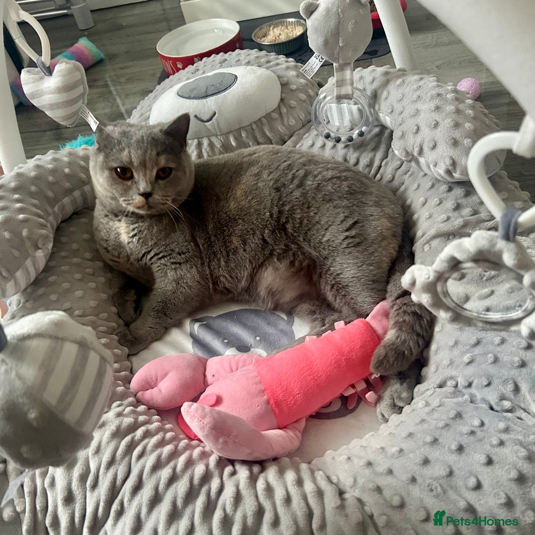 British Shorthair cats for sale: Retired British Queens - Image 4