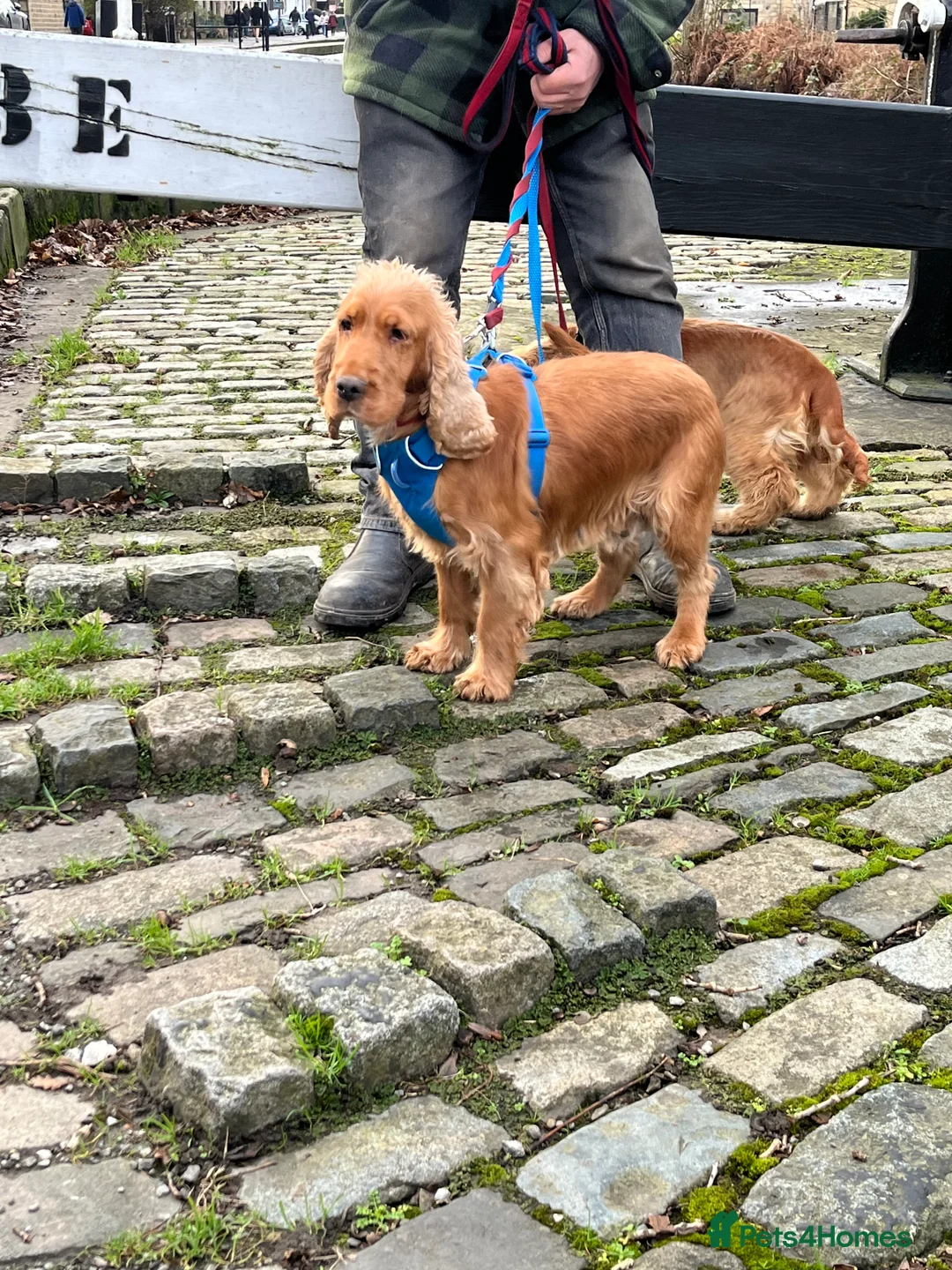 Cocker Spaniel dogs for sale: KC registered golden cocker spaniel bitch - Advert 4