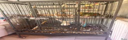 Parrots birds for sale: orange wing amazon and cage  - Advert 2